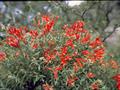 Bouvardia Ternifolia